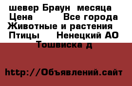 шевер Браун 2месяца › Цена ­ 200 - Все города Животные и растения » Птицы   . Ненецкий АО,Тошвиска д.